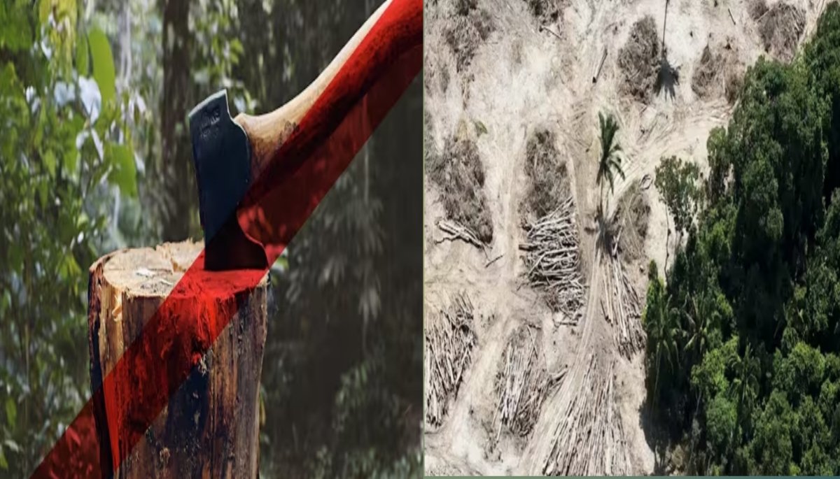 World Rainforest Day 2025