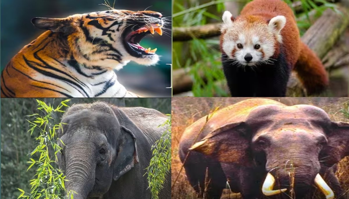 World Rainforest Day 2025