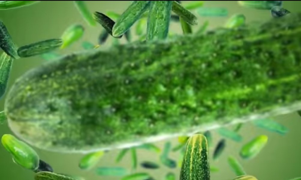 Health benefits of cucumber