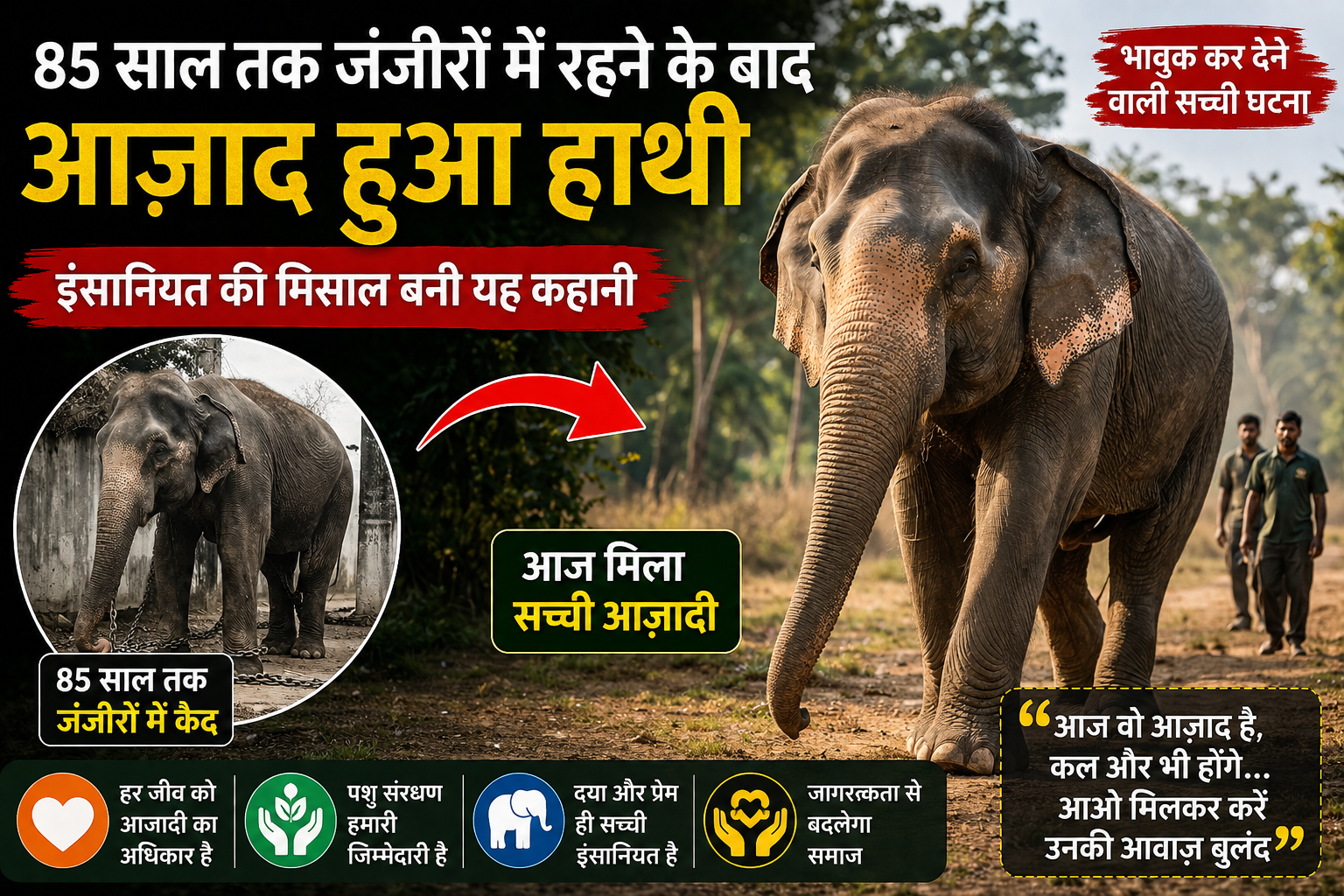 85 साल तक जंजीरों में रहने के बाद आज़ाद हुआ हाथी, जानिए पूरी कहानी